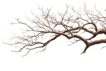 Fototapeta premium Bare tree branches against white background