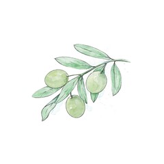 Watercolor branch of olive tree