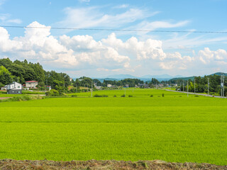 Obraz premium Vibrant Green Rice Field with Countryside Houses under Summer Clouds in Japan