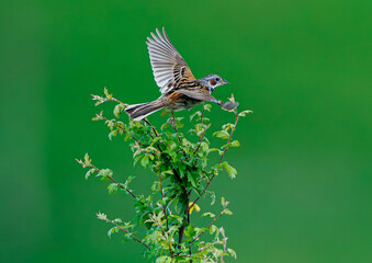 ホオアカの飛翔