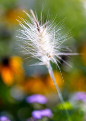 Obraz premium 晩夏の花