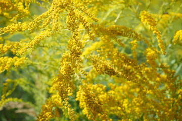 Die Pflanze Goldrute in Brandenburg ist sehr verbreitet