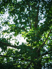Fresh Green Leaves in Summer Sunlight
