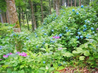 lue hydrangea flowers in full bloom during summer in Japan