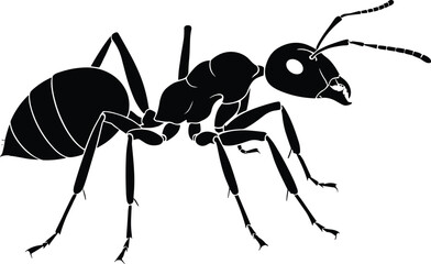 ant on white background
