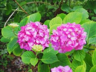 lue hydrangea flowers in full bloom during summer in Japan