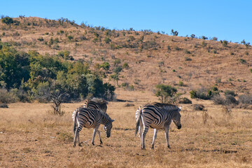 Group of African zebras spotted at sunset during a safari game drive in Pilanesberg National Park, South Africa. The black-and-white striped animals graze and move together across the golden savanna