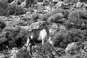 Wild goat on a rocky mountainside on the island of Crete