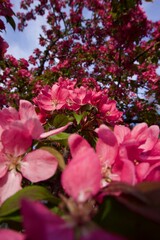 Obraz premium The apple tree blooms in spring