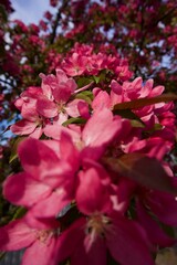 The apple tree blooms in spring