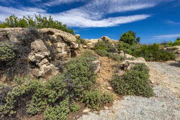 Wild vegetation growing on the rocks on the island of Rab, sand dunes, quicksand,
