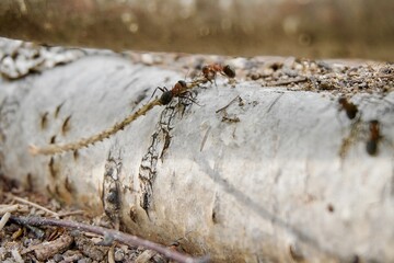 Ants in the forest on a tree stump