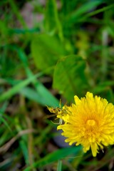 The spider's hunt for the wasp