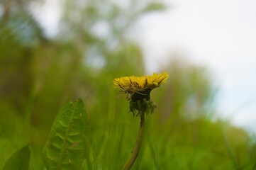 The spider's hunt for the wasp