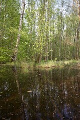 Obraz premium Swamp in the forest in summer