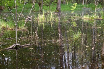 Swamp in the forest in summer