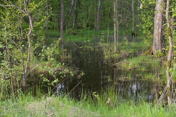 Swamp in the forest in summer