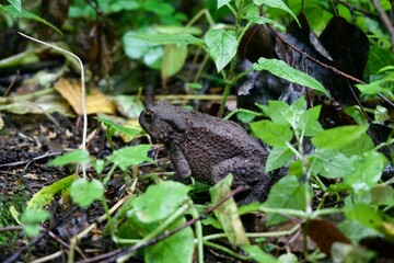Frog in the forest in summer