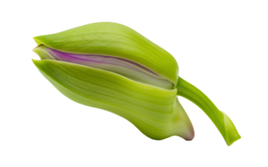 Partially Closed Tulip Bud. PNG