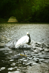 Great egret standing on rock in reservoir, surrounded by lush tropical forest. Elegant white feathers, sharp bill, and calm water create a serene wildlife scene.