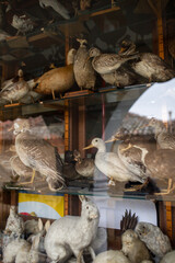 taxidermy animals in a shop window. The image portrays the art of taxidermy, an ancient craft that blends nature and artistry, in a commercial and museum-like setting