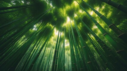 Dense bamboo forest from below with sunlight filtering through the leaves. Nature, greenery, and environment concept. Forest and plant life.