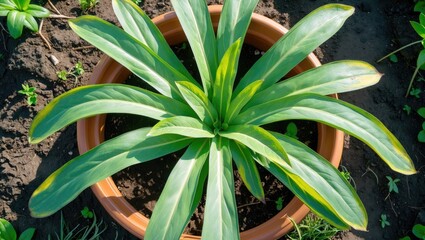 Obraz premium A potted green plant with broad leaves growing in soil.