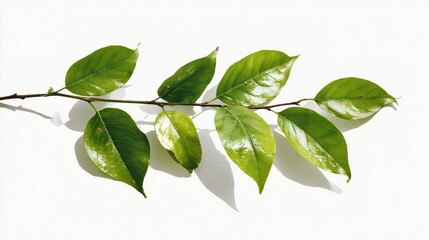 Fototapeta premium A vibrant green branch with glossy leaves against a white background.