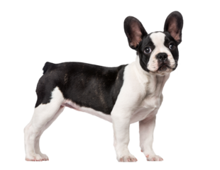 French Bulldog puppy (3 months old)