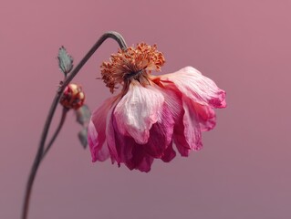 Beautiful withered flower displaying soft pink petals against a pastel background