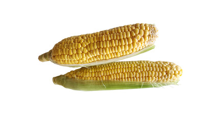 Two fresh ears of sugar corn are partially husked and isolated against a isolated white background, highlighting their delicious, ripe kernels