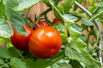 Pflanze mit saftigen roten Tomaten