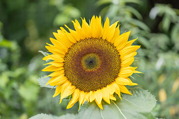 Sonnenblume Blüte im Hausgarten