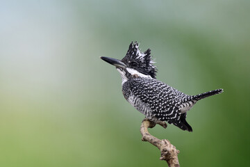 crested kingfisher, megaceryle lugubrisare, the largest kingfisher with most wanted by world wide bird photographer