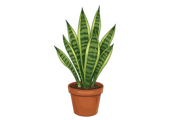 aloe vera plant in pot