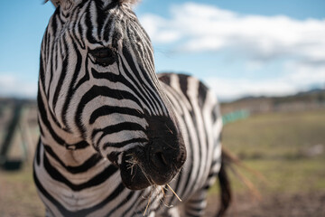Naklejka premium beautiful zebra eating grass grazing on green grass