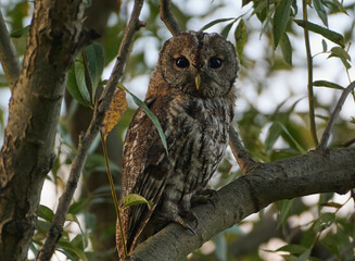 great horned owl in tree