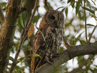 owl on branch