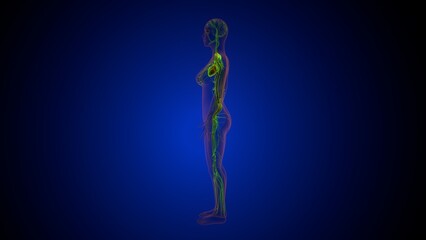 Human heart anatomy. 3d illustrations