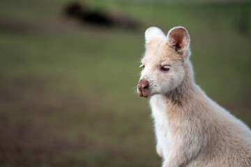 albino wallaby in the bush in tasmania australia. white wallaby, white wildlife