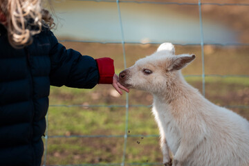 albino wallaby in the bush in tasmania australia. white wallaby, white wildlife