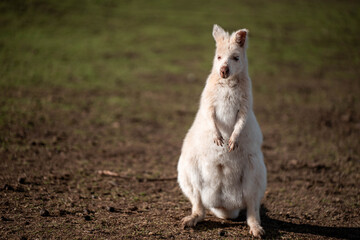 albino wallaby in the bush in tasmania australia. white wallaby, white wildlife