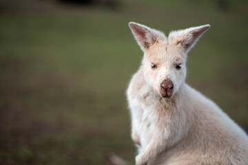 albino wallaby in the bush in tasmania australia. white wallaby, white wildlife