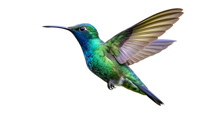 blue tailed hummingbird