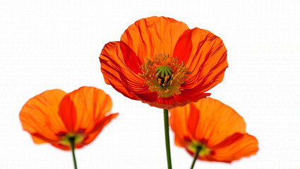 Naklejka premium Three Bright Orange Poppies in Full Bloom Against White Background flowers nature