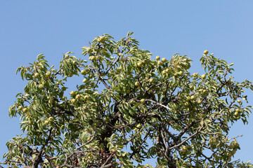 Wild pears from Turkey's Taurus Mountains, locally called 