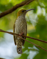 A detailed photograph of an exotic bird resting on a branch