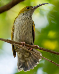 hummingbird on a branch
