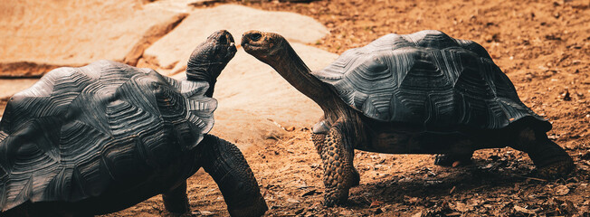 tortoise fight