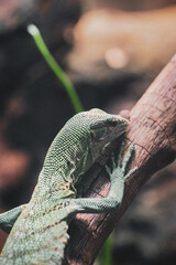 Monitor Lizard on a branch